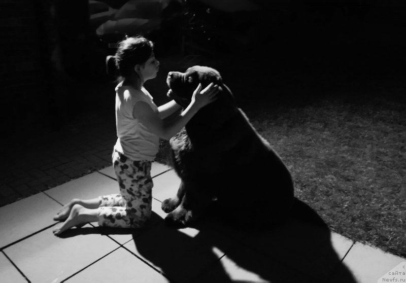 Фото: Н, ньюфаундленд Нобл Кинг Май Лорд Симба