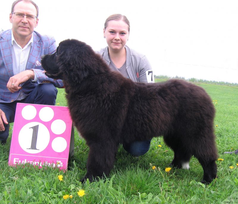 Фото: ньюфаундленд Белкондер-Клаб Мари-Кристин