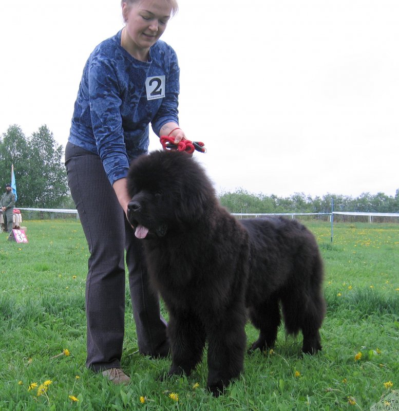 Фото: ньюфаундленд Шкипер Шелтон из Племени Кедра