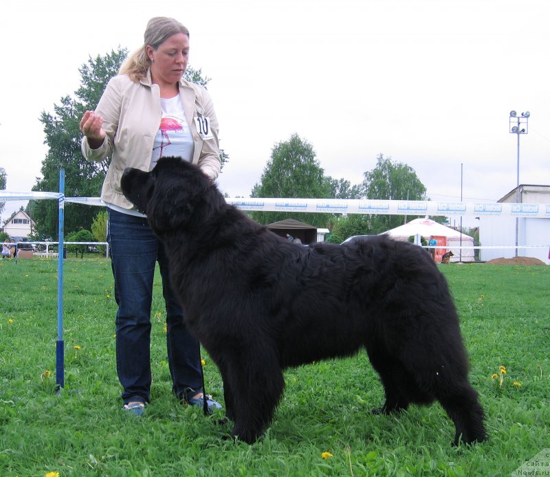 Фото: ньюфаундленд Брава Брависсима