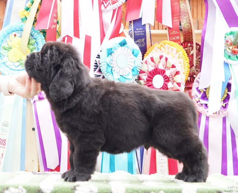 Фото: ньюфаундленд Акватория Келвин Женераль (Aquatoriya Kelvin Zheneral)