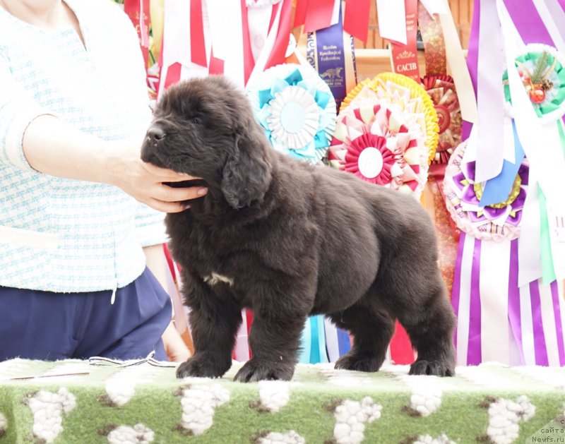 Фото: ньюфаундленд Акватория Келвин Женераль (Aquatoriya Kelvin Zheneral)