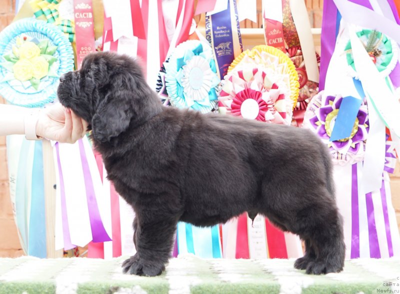 Фото: ньюфаундленд Акватория Келвин Женераль (Aquatoriya Kelvin Zheneral)