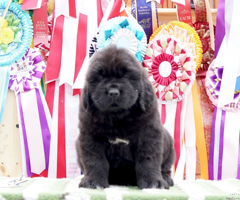 Фото: ньюфаундленд Акватория Келвин Женераль (Aquatoriya Kelvin Zheneral)