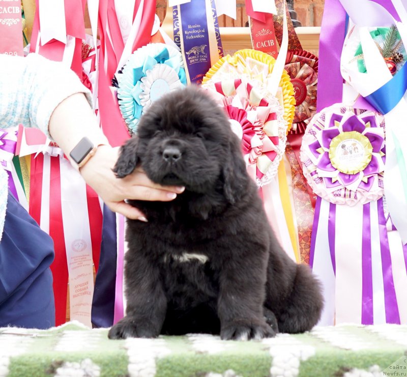 Фото: ньюфаундленд Акватория Келвин Женераль (Aquatoriya Kelvin Zheneral)