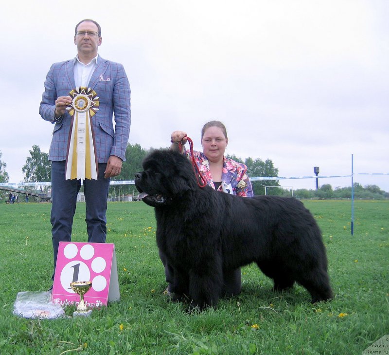 Фото: ньюфаундленд Жан-Жак с Берега Дона (Zhan-Zhak s Berega Dona)