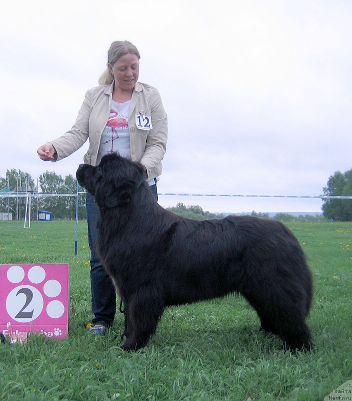 Фото: ньюфаундленд Царица Ночи из Племени Кедра (Tsaritsa Nochi iz Plemeni Kedra)
