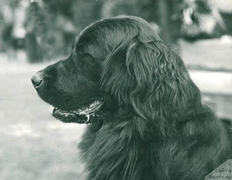 Фото: ньюфаундленд Женетта Жакольд