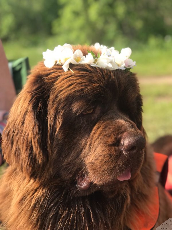 Фото: ньюфаундленд Браунблад МСК Лея Айман (Brownblood MSK Leya Aiman)