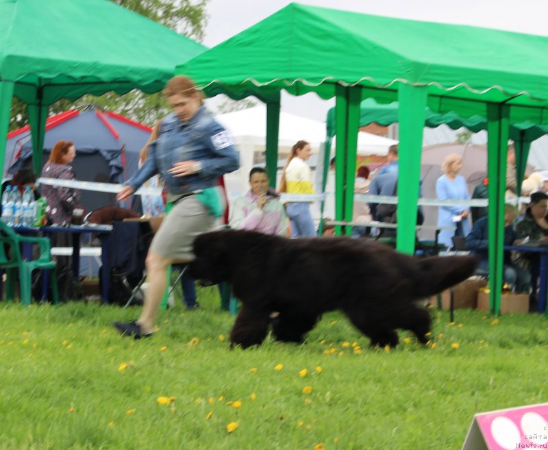 Фото: ньюфаундленд Much Better Kilnioji Sirdis