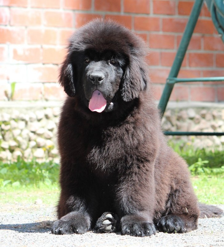 Фото: ньюфаундленд Супер Премиум Ярослава