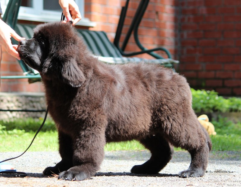 Фото: ньюфаундленд Супер Премиум Ярослава