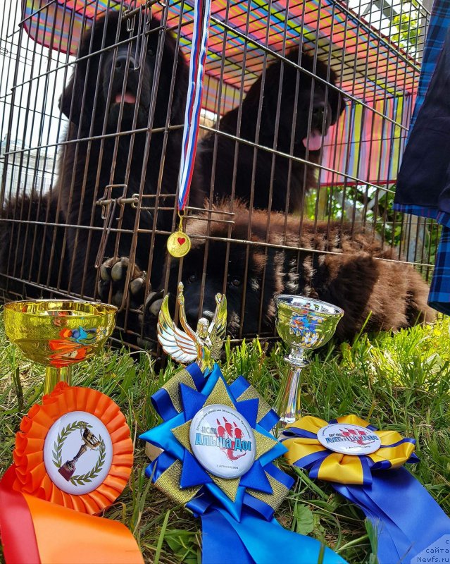 Фото: ньюфаундленд Марелла Феррера (Marella Ferrera), ньюфаундленд Марюс Вайсберг (Marius Vaisberg)