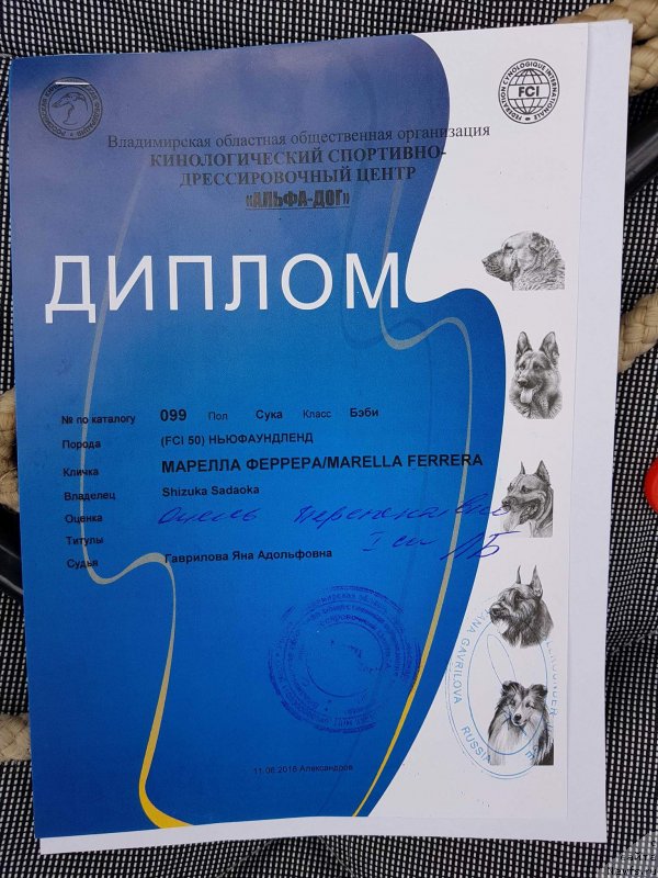 Фото: ньюфаундленд Марелла Феррера (Marella Ferrera)