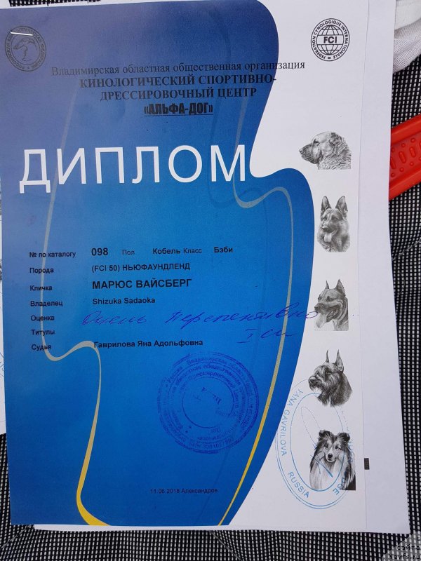 Фото: ньюфаундленд Марюс Вайсберг (Marius Vaisberg)