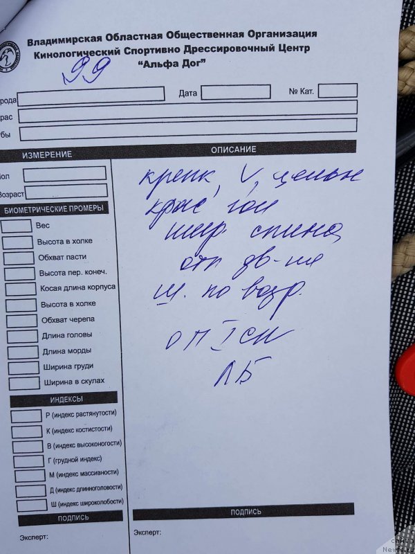 Фото: ньюфаундленд Марелла Феррера (Marella Ferrera)