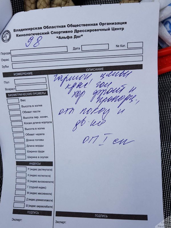 Фото: ньюфаундленд Марюс Вайсберг (Marius Vaisberg)