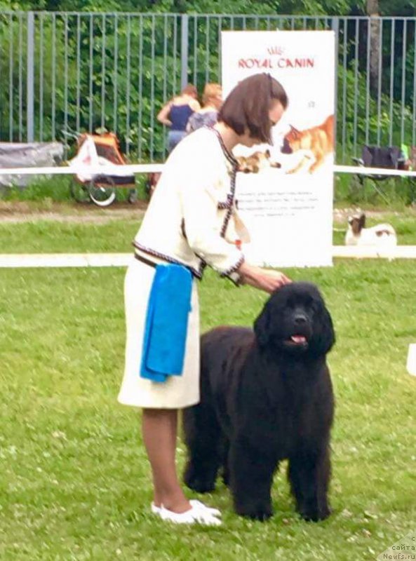 Фото: ньюфаундленд Моя Стихия Ламборджини (Moya Stikhiya Lamborghini)