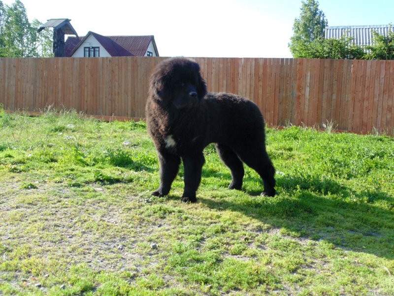 Фото: ньюфаундленд Государыня Руси от Карельских Медведей