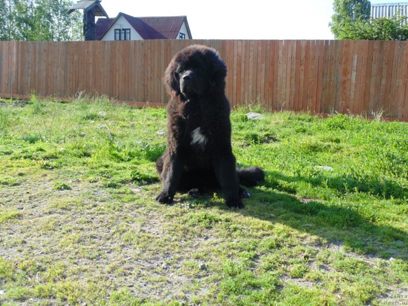 Фото: ньюфаундленд Государыня Руси от Карельских Медведей
