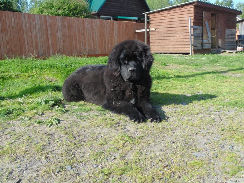 Фото: ньюфаундленд Государыня Руси от Карельских Медведей