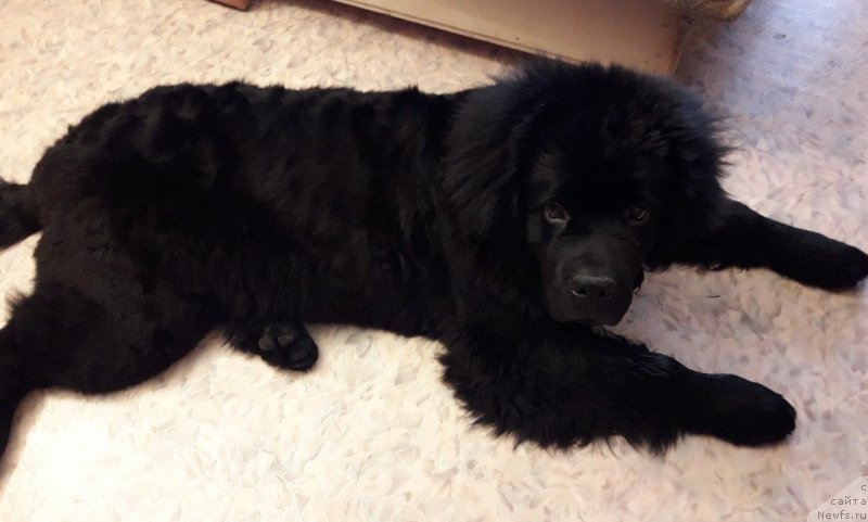 Фото: ньюфаундленд Гектор от Карельских Медведей