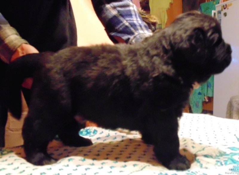 Фото: ньюфаундленд Гектор от Карельских Медведей