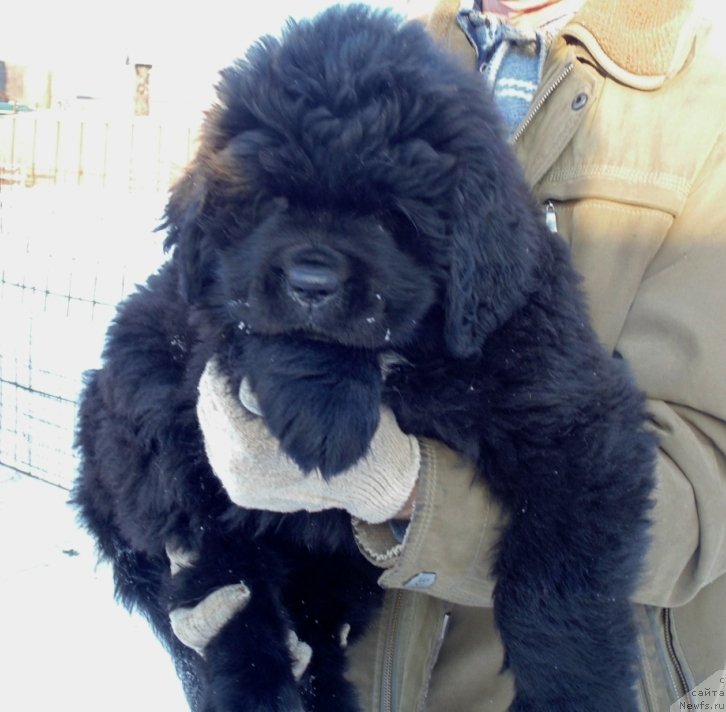 Фото: ньюфаундленд Государыня Руси от Карельских Медведей