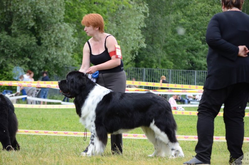 Фото: ньюфаундленд Энджелс Кипер Нибелунг (Angels Keeper Nibelung)