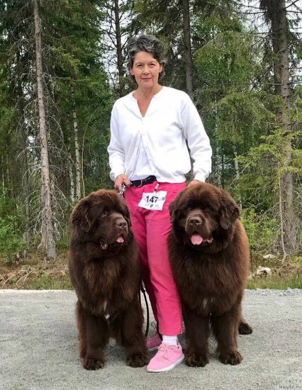 Фото: ньюфаундленд Браунблад МСК Альфа-Ромео Голд Бадди (Brownblood MSK Alfa-Romeo Gold Baddy)