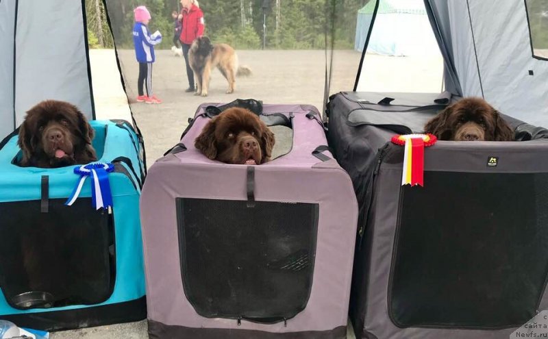 Фото: ньюфаундленд Браунблад МСК Альфа-Ромео Голд Бадди (Brownblood MSK Alfa-Romeo Gold Baddy)