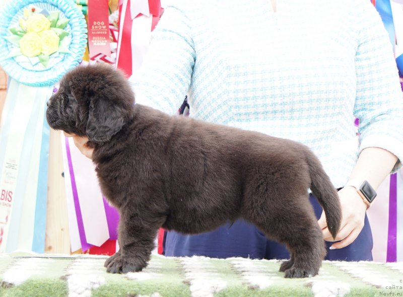 Фото: ньюфаундленд Акватория Келвин Женераль (Aquatoriya Kelvin Zheneral)