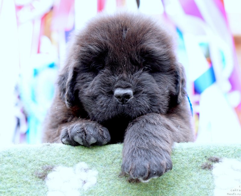 Фото: ньюфаундленд Акватория Келвин Женераль (Aquatoriya Kelvin Zheneral)