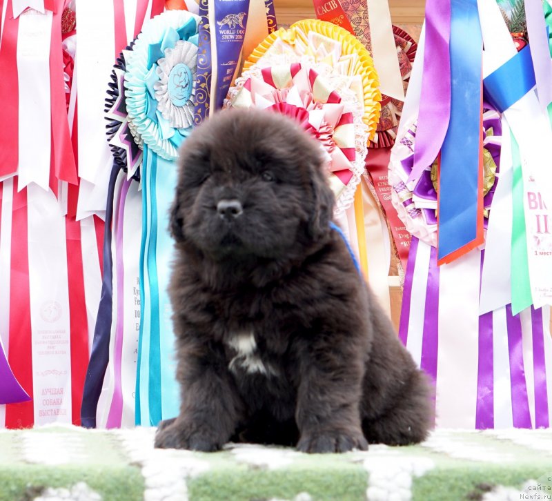 Фото: ньюфаундленд Акватория Келвин Женераль (Aquatoriya Kelvin Zheneral)