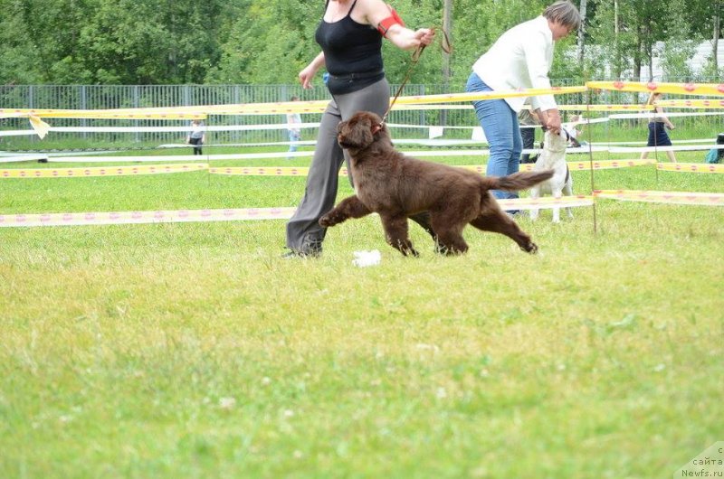Фото: ньюфаундленд Ньюфорт Морская Нимфа (Njufort Morskaya Nimfa)