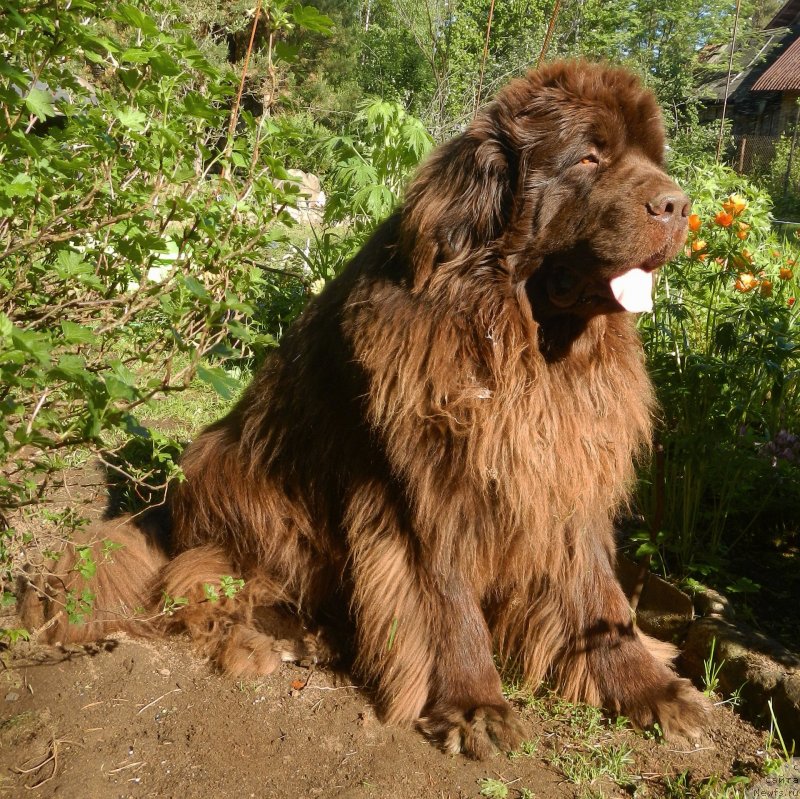 Фото: ньюфаундленд I Follow The Sun de L'Etoile de Cyrice