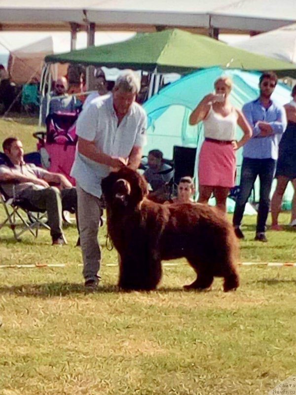 Фото: ньюфаундленд Браунблад МСК Джой Орсон