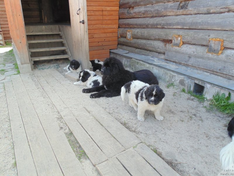 Фото: ньюфаундленд Государыня Руси от Карельских Медведей