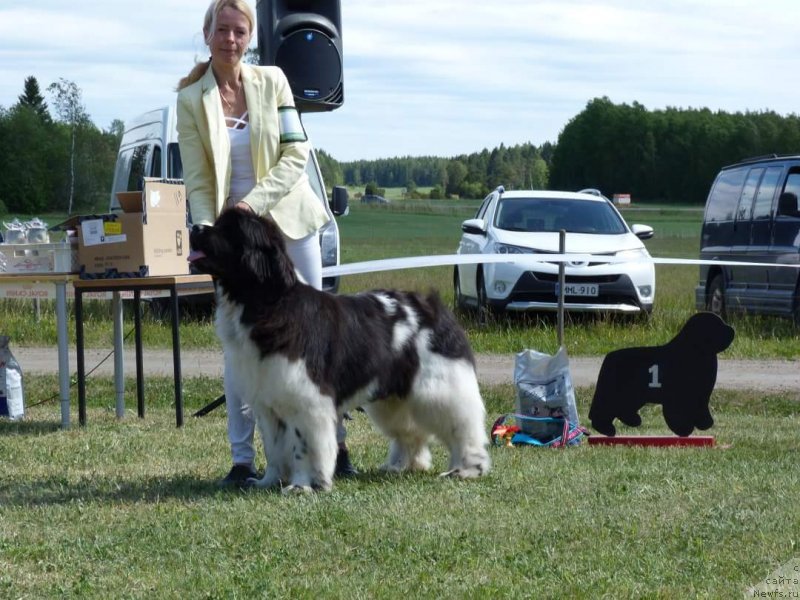 Фото: ньюфаундленд Терра Виктория Захира
