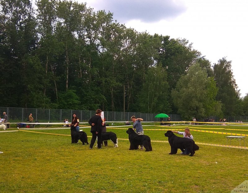 Фото: ньюфаундленд Акнолидж Акела (Aknolidzh Akela), ньюфаундленд Энджелс Кипер Нибелунг (Angels Keeper Nibelung), ньюфаундленд Бридж Овер Траблд Ривер (Bridge Over Troubled River), ньюфаундленд Черный Чанк с Берега Дона (Chernyj Chank s Berega Dona)