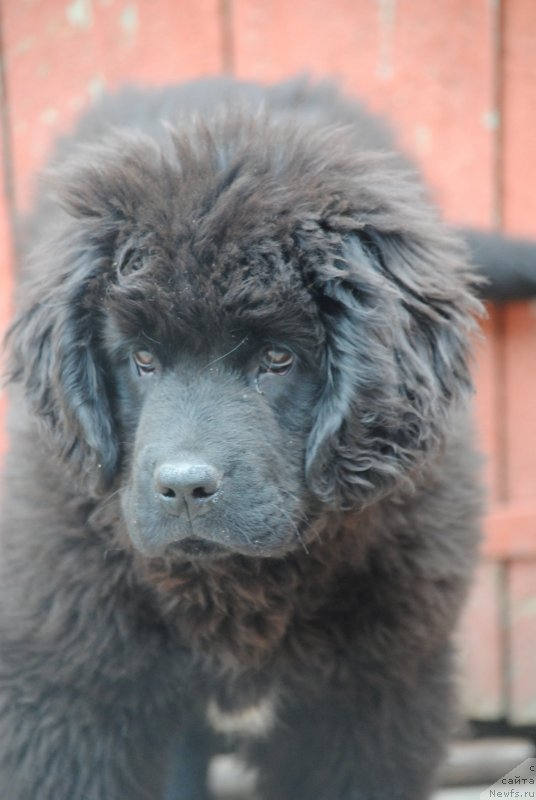 Фото: ньюфаундленд Моя Стихия Розалинда
