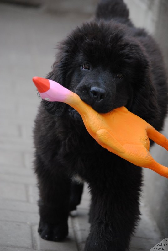 Фото: ньюфаундленд Моя Стихия Розалинда