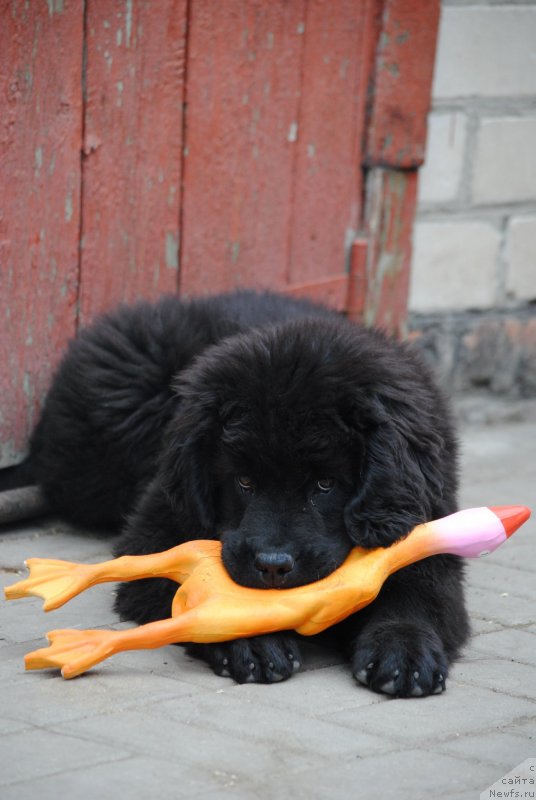 Фото: ньюфаундленд Моя Стихия Розалинда