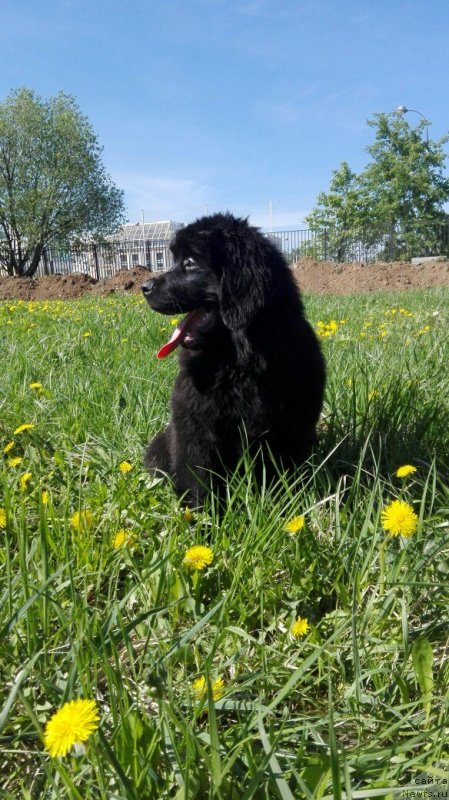 Фото: ньюфаундленд Перл оф Сиа Дипс Жизель