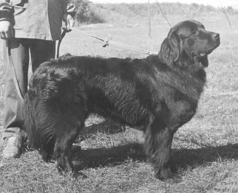 Фото: ньюфаундленд Юджи Грейс