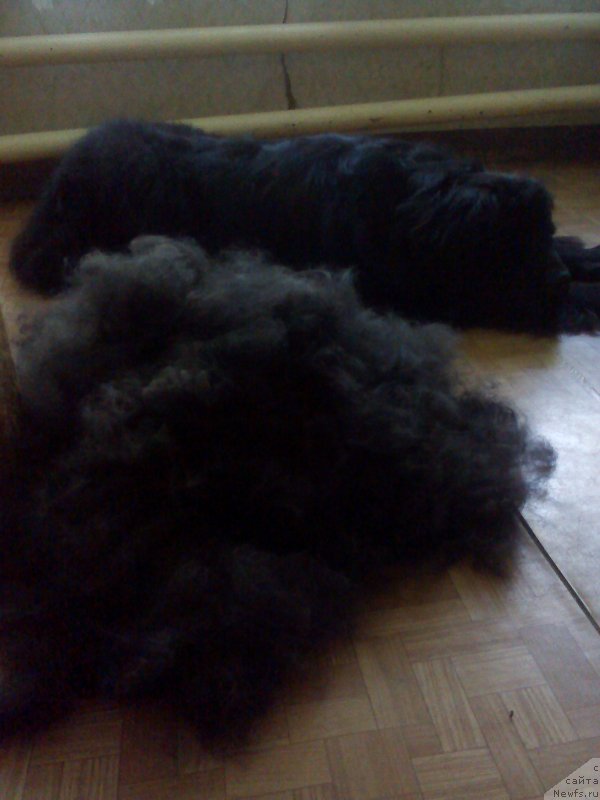 Фото: ньюфаундленд Русская Красавица Нюра