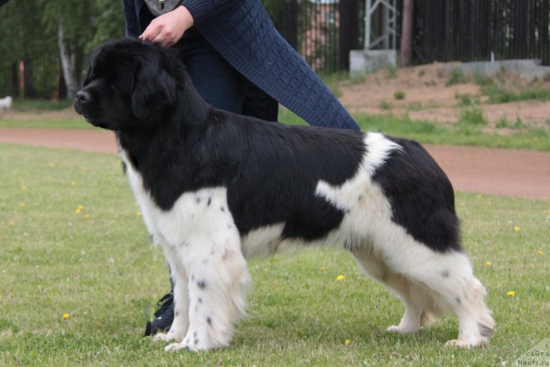 Фото: ньюфаундленд Аквиан Сонг Саншайн