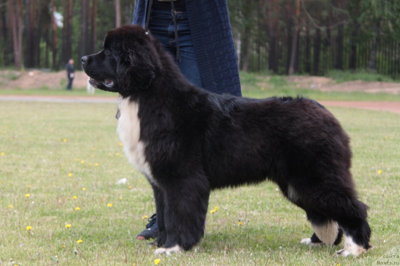 Фотография № 236606