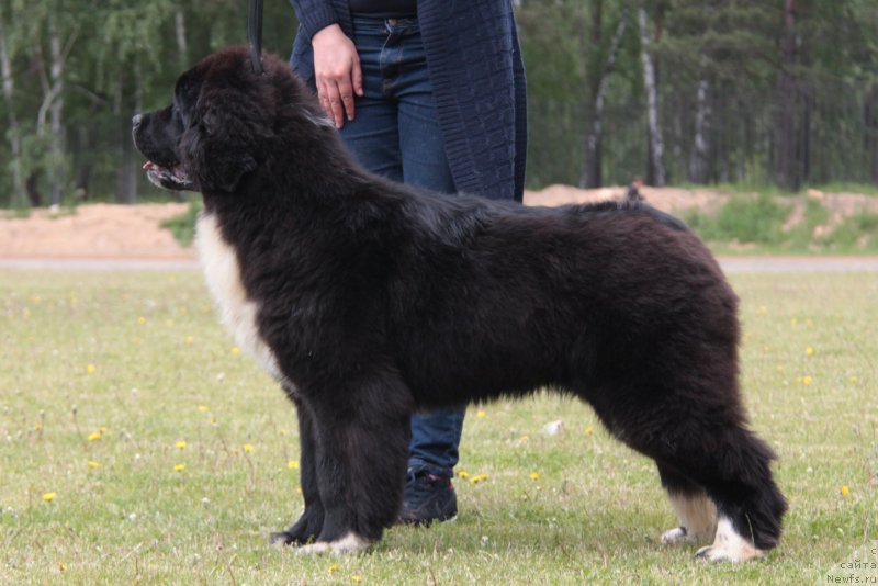 Фото: ньюфаундленд Аквиан Сонг Феличита (Akvian Song Felichita)