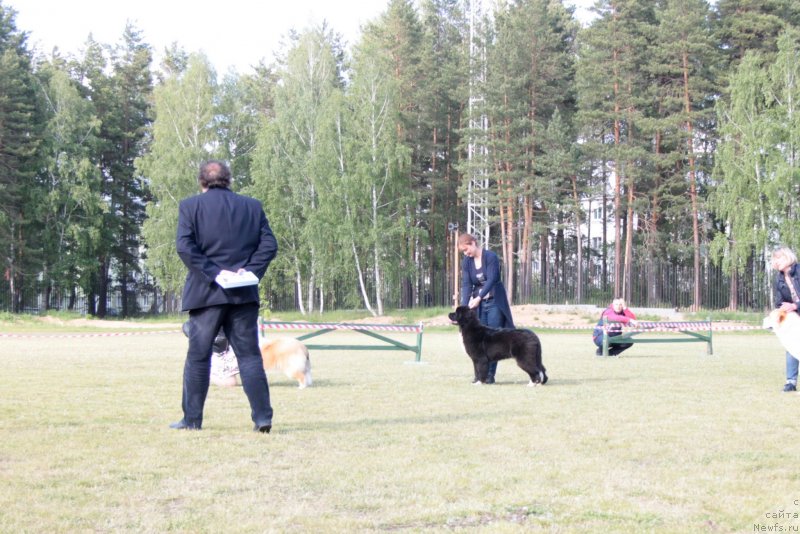 Фото: ньюфаундленд Аквиан Сонг Феличита (Akvian Song Felichita)